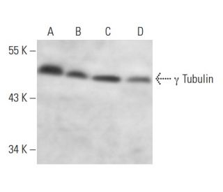 &gamma; Tubulin Antibody (TU-30) - Western Blotting - Image 13730 