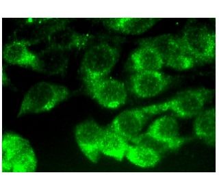 &gamma;1-Adaptin Antibody (C-2) - Immunofluorescence - Image 282705 