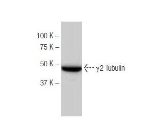 &gamma;2 Tubulin Antibody (SP-30) - Western Blotting - Image 64795 