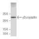 γD-crystallin Antibody (SB-18) - Western Blotting - Image 34068