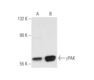 &gamma;PAK Antibody (F-12) - Western Blotting - Image 56186 