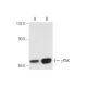 γPAK Antibody (F-12) - Western Blotting - Image 56186 
