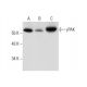 γPAK Antibody (G-10) - Western Blotting - Image 59621