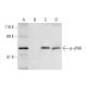 γPAK Antibody (G-10) - Western Blotting - Image 299333 