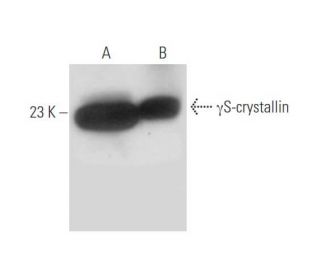 &gamma;S-crystallin Antibody (A-3) - Western Blotting - Image 333513 