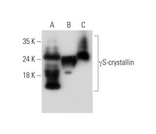 &gamma;S-crystallin Antibody (E-9) - Western Blotting - Image 344116