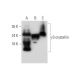 γS-crystallin Antibody (E-9) - Western Blotting - Image 344116