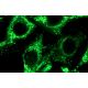 Ganglioside GD3 Antibody (MB3.6) - Immunofluorescence - Image 12128