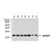 gankyrin Antibody (3A6C2) - Western Blotting - Image 21340 