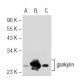 gankyrin Antibody (3A6C2) - Western Blotting - Image 51134 