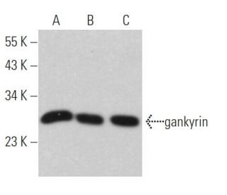 gankyrin Antibody (3A6C2) - Western Blotting - Image 363539 