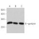 gankyrin Antibody (3A6C2) - Western Blotting - Image 363539 