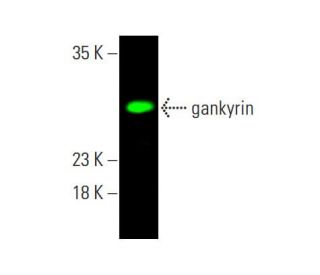 gankyrin Antibody (3A6C2) - Western Blotting - Image 386678 