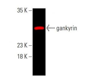 gankyrin Antibody (3A6C2) - Western Blotting - Image 386679 