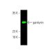 gankyrin Antibody (3A6C2) - Western Blotting - Image 386678 