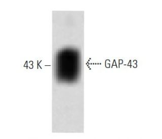 GAP-43 Antibody (31) - Western Blotting - Image 60299