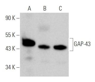 GAP-43 Antibody (B-5) - Western Blotting - Image 362030 