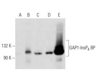 GAP1-InsP<sub>4</sub> BP Antibody (E-3) - Western Blotting - Image 357014