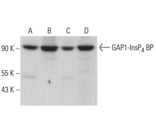 GAP1-InsP<sub>4</sub> BP Antibody (E-3) - Western Blotting - Image 380730 