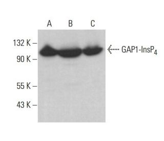 GAP1-InsP<sub>4</sub> BP Antibody (E-7) - Western Blotting - Image 383924 