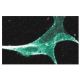 GAP1m Antibody (15) - Immunofluorescence - Image 60518 