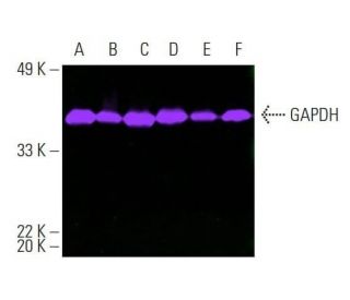 GAPDH Antibody (0411) - Western Blotting - Image 390389 