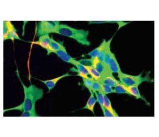 GAPDH Antibody (1D4) - Immunofluorescence - Image 67340 