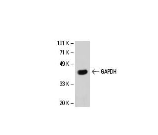 GAPDH Antibody (8C2) - Western Blotting - Image 20803 