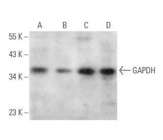 GAPDH Antibody (A-3) - Western Blotting - Image 352729 