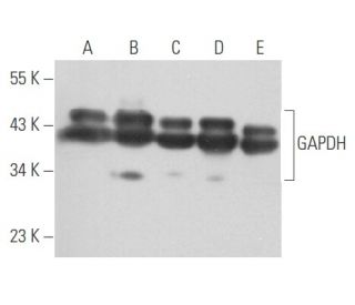 GAPDH Antibody (D-6) - Western Blotting - Image 356675 