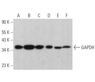 GAPDH Antibody (H-12) - Western Blotting - Image 379466 