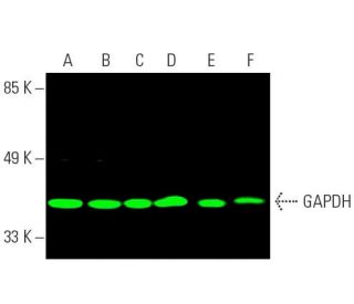 GAPDH Antibody (H-12) - Western Blotting - Image 389425