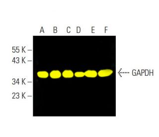 GAPDH Antibody (0411) - Western Blotting - Image 398186