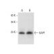 GAPT Antibody (B-6) - Western Blotting - Image 303853 