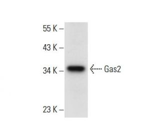 Gas2 Antibody (F-12) - Western Blotting - Image 308074 