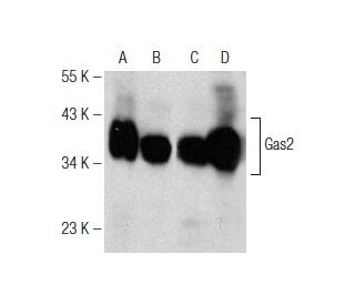 Gas2 Antibody (L-14) - Western Blotting - Image 146624 
