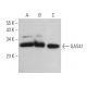GAS41 Antibody (C-10) - Western Blotting - Image 366787 