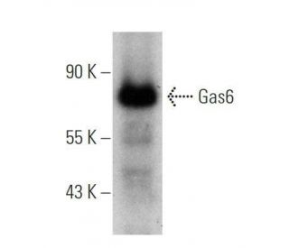 Gas6 Antibody (A-9) - Western Blotting - Image 355243