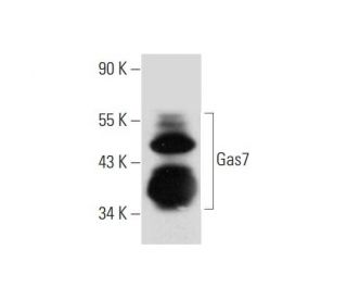 Gas7 Antibody (B-4) - Western Blotting - Image 325097 