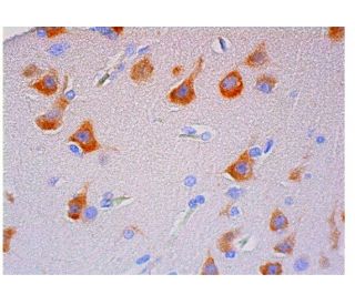 Gas7 Antibody (C-11) - Immunohistochemistry - Image 313959 
