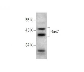 Gas7 Antibody (D-2) - Western Blotting - Image 139169