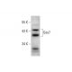 Gas7 Antibody (D-2) - Western Blotting - Image 139169