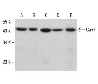 Gas7 Antibody (H-9) - Western Blotting - Image 384793 