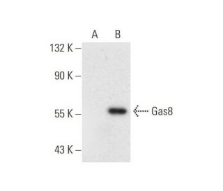 Gas8 Antibody (E-11) - Western Blotting - Image 297005