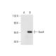 Gas8 Antibody (E-11) - Western Blotting - Image 297005