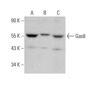 Gas8 Antibody (G-12) - Western Blotting - Image 377012 