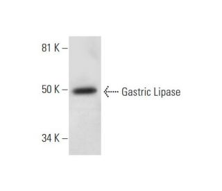 Gastric Lipase Antibody (E-10) - Western Blotting - Image 291053 
