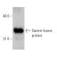 Gastrin Antibody (B-10) - Western Blotting - Image 6642