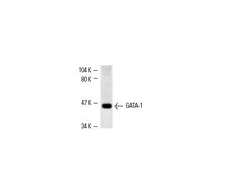 GATA-1 Antibody (N1) - Western Blotting - Image 1174 