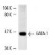 GATA-1 Antibody (N1) - Western Blotting - Image 1174 